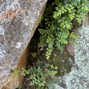 Asplenium subglandulosum at Majura, ACT - 22 Aug 2021