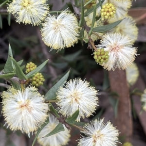 Acacia gunnii at Majura, ACT - 25 Aug 2021