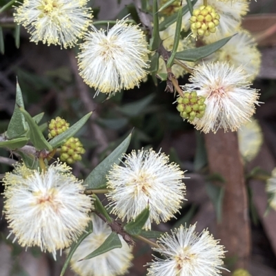 Acacia gunnii (Ploughshare Wattle) at Mount Ainslie - 25 Aug 2021 by JaneR