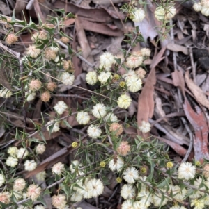 Acacia gunnii at Majura, ACT - 25 Aug 2021