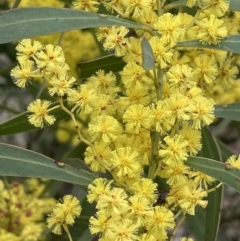 Acacia rubida (Red-stemmed Wattle, Red-leaved Wattle) at Mount Ainslie - 25 Aug 2021 by JaneR