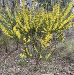 Acacia rubida at Majura, ACT - 25 Aug 2021 01:11 PM