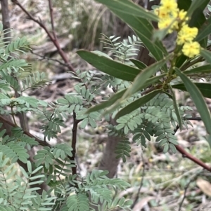 Acacia rubida at Majura, ACT - 25 Aug 2021