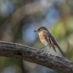 Petroica boodang (Scarlet Robin) at Bruce, ACT - 23 Aug 2021 by trevsci
