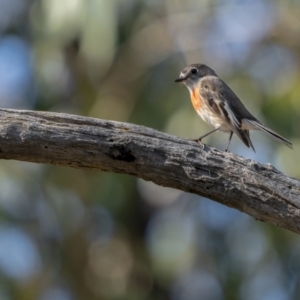 Petroica boodang at Bruce, ACT - 23 Aug 2021 10:33 AM