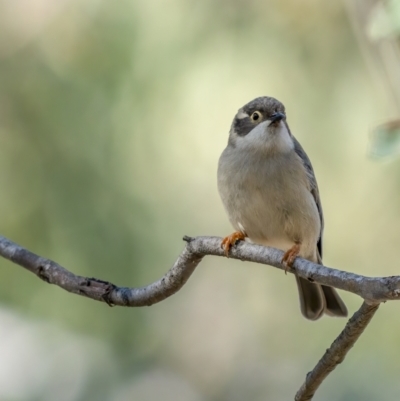 Melithreptus brevirostris (Brown-headed Honeyeater) at Black Mountain - 23 Aug 2021 by trevsci