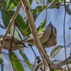 Melithreptus brevirostris at Bruce, ACT - 23 Aug 2021 10:37 AM