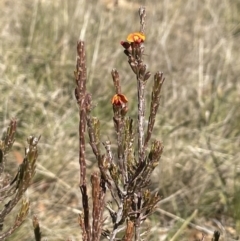 Dillwynia sericea at Hackett, ACT - 22 Aug 2021 12:34 PM