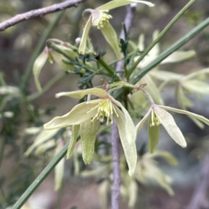 Clematis leptophylla at Downer, ACT - 24 Aug 2021