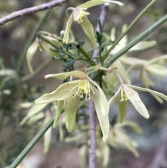 Clematis leptophylla (Small-leaf Clematis, Old Man's Beard) at Downer, ACT - 24 Aug 2021 by JaneR