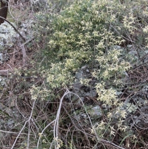 Clematis leptophylla at Downer, ACT - 24 Aug 2021