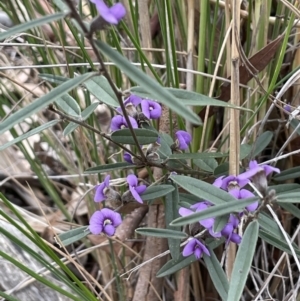 Hovea heterophylla at Majura, ACT - 25 Aug 2021