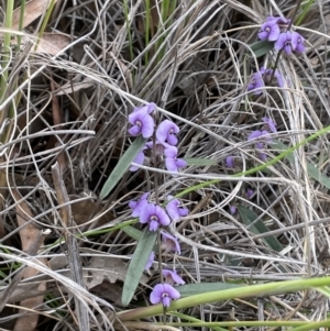 Hovea heterophylla at Majura, ACT - 25 Aug 2021