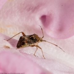 Sidnia kinbergi (Australian crop mirid) at Macgregor, ACT - 25 Aug 2021 by Roger