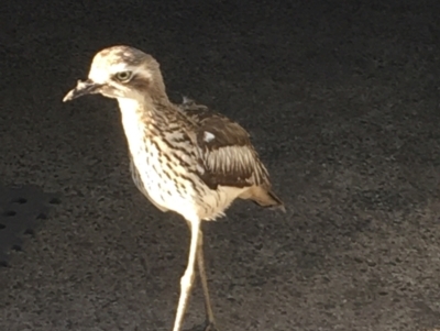 Burhinus grallarius (Bush Stone-curlew) at Evans Head, NSW - 25 Aug 2021 by Claw055