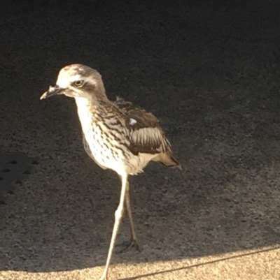 Burhinus grallarius (Bush Stone-curlew) at Evans Head, NSW - 25 Aug 2021 by Claw055