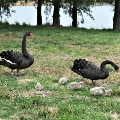 Cygnus atratus (Black Swan) at Amaroo, ACT - 25 Aug 2021 by TrishGungahlin