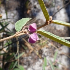 Unidentified Other Shrub at Carnarvon Park, QLD - 16 Jul 2013 by JanetRussell