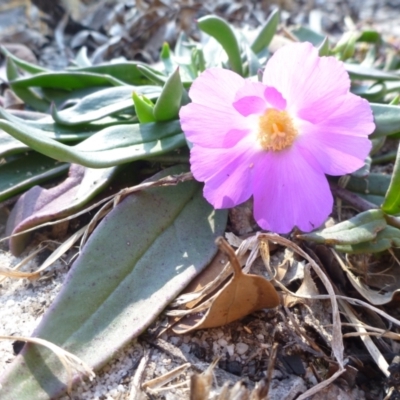 Unidentified Cactus / Succulent at Carnarvon Park, QLD - 16 Jul 2013 by JanetRussell