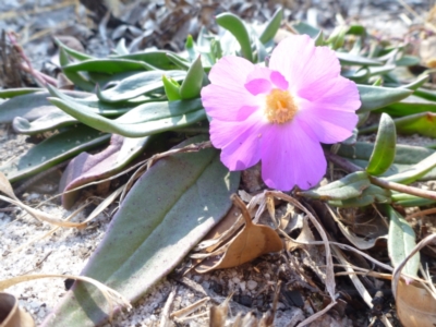 Unidentified Cactus / Succulent (TBC) at Carnarvon Park, QLD - 16 Jul 2013 by JanetRussell