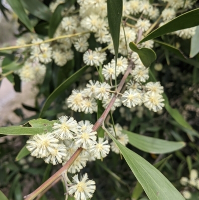 Acacia melanoxylon (Blackwood) at Mungabareena - 25 Aug 2021 by Darcy