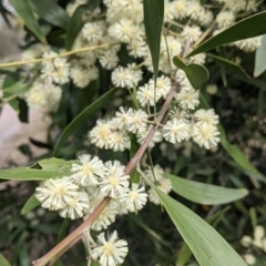 Acacia melanoxylon (Blackwood) at East Albury, NSW - 25 Aug 2021 by Darcy