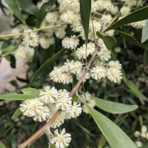 Acacia melanoxylon at East Albury, NSW - 25 Aug 2021