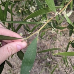 Acacia melanoxylon at East Albury, NSW - 25 Aug 2021 11:27 AM