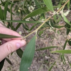 Acacia melanoxylon at East Albury, NSW - 25 Aug 2021