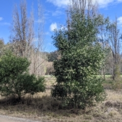 Acacia melanoxylon at East Albury, NSW - 25 Aug 2021 11:27 AM