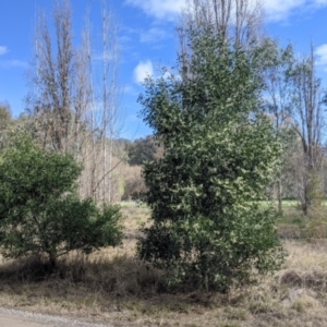 Acacia melanoxylon at East Albury, NSW - 25 Aug 2021 11:27 AM