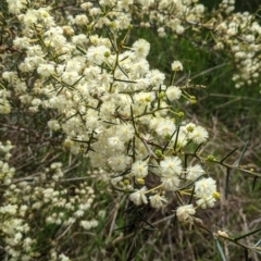 Acacia genistifolia (Early Wattle) at Albury - 25 Aug 2021 by Darcy