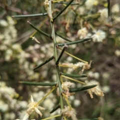 Acacia genistifolia at East Albury, NSW - 25 Aug 2021