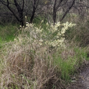 Acacia genistifolia at East Albury, NSW - 25 Aug 2021 11:29 AM