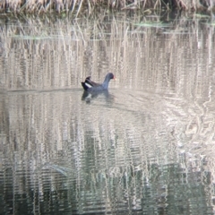 Gallinula tenebrosa (Dusky Moorhen) at East Albury, NSW - 25 Aug 2021 by Darcy