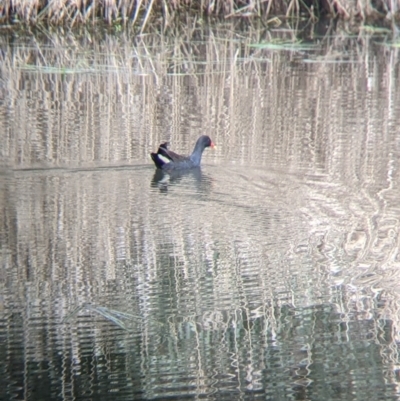 Gallinula tenebrosa (Dusky Moorhen) at Albury - 25 Aug 2021 by Darcy