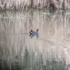 Gallinula tenebrosa at East Albury, NSW - 25 Aug 2021 11:30 AM