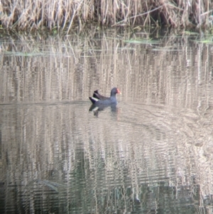 Gallinula tenebrosa at East Albury, NSW - 25 Aug 2021 11:30 AM