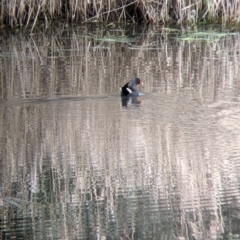 Gallinula tenebrosa at East Albury, NSW - 25 Aug 2021 11:30 AM
