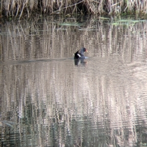Gallinula tenebrosa at East Albury, NSW - 25 Aug 2021 11:30 AM