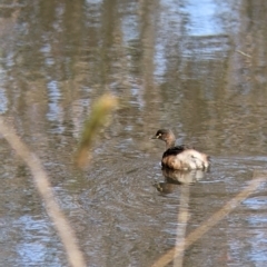 Tachybaptus novaehollandiae (Australasian Grebe) at East Albury, NSW - 25 Aug 2021 by Darcy