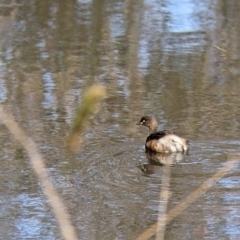 Tachybaptus novaehollandiae (Australasian Grebe) at East Albury, NSW - 25 Aug 2021 by Darcy