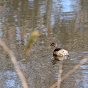 Tachybaptus novaehollandiae at East Albury, NSW - 25 Aug 2021