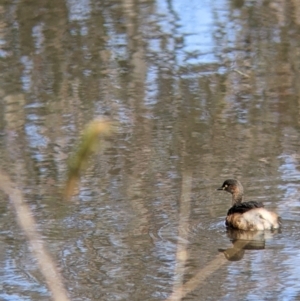 Tachybaptus novaehollandiae at East Albury, NSW - 25 Aug 2021