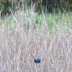 Malurus cyaneus (Superb Fairywren) at Mungabareena - 25 Aug 2021 by Darcy