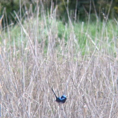 Malurus cyaneus (Superb Fairywren) at East Albury, NSW - 25 Aug 2021 by Darcy