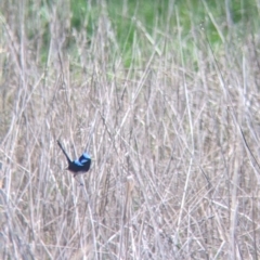 Malurus cyaneus at East Albury, NSW - 25 Aug 2021 11:36 AM