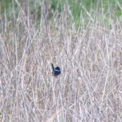 Malurus cyaneus at East Albury, NSW - 25 Aug 2021 11:36 AM