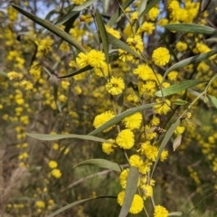 Acacia verniciflua (Varnish Wattle) at Mungabareena - 25 Aug 2021 by Darcy