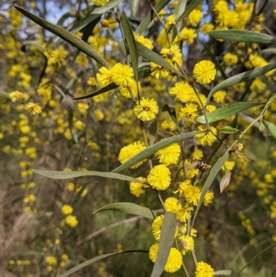Acacia verniciflua (Varnish Wattle) at Albury - 25 Aug 2021 by Darcy